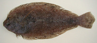 Syacium micrurum, Channel flounder: fisheries