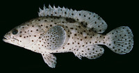 Epinephelus corallicola, Coral grouper: fisheries