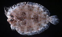 Grammatobothus polyophthalmus, Threespot flounder: fisheries