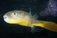 Tetraodon mbu, Fresh water puffer fish: aquarium