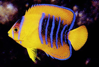 Holacanthus clarionensis, Clarion angelfish: aquarium