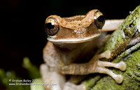 Bromiliad Tree Frog - Osteocephalus sp.