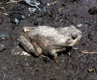 Bufo marinus - Cane Toad