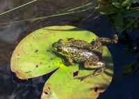 Image of: Rana septentrionalis (mink frog)