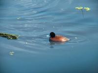 Oxyura australis - Blue-billed Duck