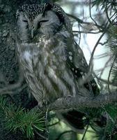 Image of: Aegolius funereus (Tengmalm's owl/boreal owl)