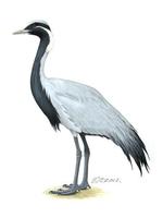 Image of: Anthropoides virgo (demoiselle crane)