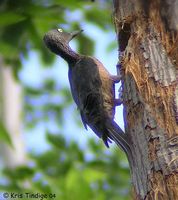 Ashy Woodpecker - Mulleripicus fulvus