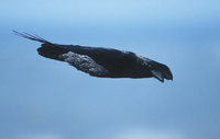 Common Raven (Corvus corax) photo