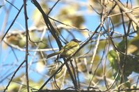 Yellow-olive Flycatcher - Tolmomyias sulphurescens