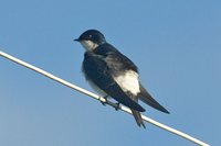 Chilean Swallow - Tachycineta meyeni