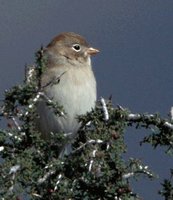 Worthen's Sparrow - Spizella wortheni