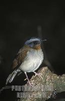 Red throated Alethe , Alethe poliophrys , Nyungwe forest National Park , Rwanda stock photo