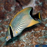 Chaetodon trifascialis Chevron Butterflyfish