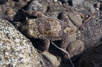 : Barbourula busuangensis; Philippine Discoglossid Frog