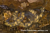 : Hynobius kimurae; Hida Salamander