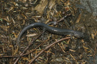 : Plethodon montanus; Northern Gray-cheeked Salamander