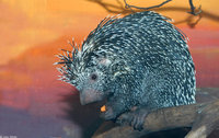 : Coendou prehensilis; Prehensile-tailed Porcupine