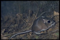 : Dipodomys heermanni; Heermann's Kangaroo Rat
