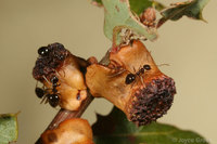 : Disholcaspis prehensa; Clasping Twig Gall Wasp;