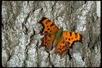 : Polygonia silvius; Butterfly