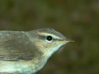 Dusky Warbler - Phylloscopus fuscatus - Ebro Delta (Catalonia) - 19th of November 2005