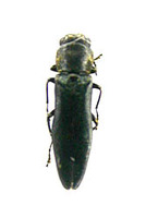 ナガタマムシの一種 1 ex. Agrilus sp.