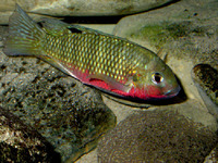 Tilapia guineensis, Guinean tilapia: fisheries, aquaculture