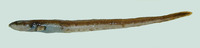Lycenchelys sarsii, Sar's wolf eel: