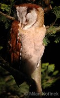 Phodilus badius - Oriental Bay Owl