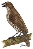 Image of: Scenopoeetes dentirostris (tooth-billed bowerbird)
