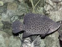 Image of: Cromileptes altivelis (humpback grouper)