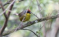 Rufous-capped Brush-Finch - Atlapetes pileatus