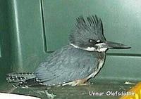 Belted Kingfisher Ceryle alcyon