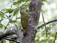 Pic cendré - Picus canus Grey-headed Woodpecker © Devashish Deb