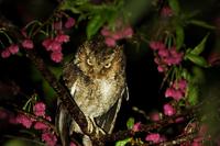 Otus spilocephalus--Moutain Scops Owl 黃嘴角鴞