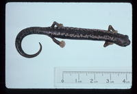 : Bolitoglossa yucatana; Yucatan Salamander