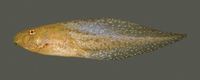 : Rana palustris; Pickerel Frog