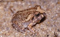 : Sphaerotheca breviceps; Burrowing Frog