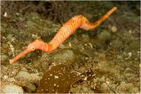 : Solegnathus spinosissimus; Spiny Seadragon