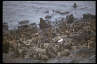 : Callorhinus sp.; seals