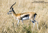 : Gazella thomsonii; Thomson's Gazelle