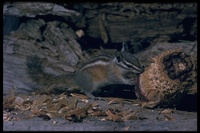 : Tamias speciosus; Lodgepole Chipmunk