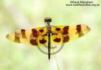 : Celithemis eponina; Halloween Pennant Dragonfly