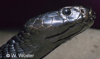 : Naja nigricollis; Black-necked Spitting Cobra