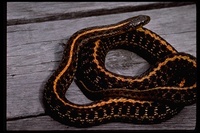 : Thamnophis ordinoides; Northwestern Garter Snake