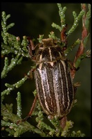 : Polyphylla diffracta; Unlined Giant Chafer Beetle