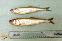 Osmerus eperlanus, European smelt: fisheries