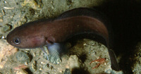 Raniceps raninus, Tadpole fish: aquarium