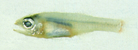 Gymnapogon philippinus, Philippine cardinalfish: